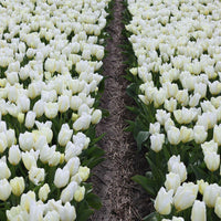 Tulipes Purissima – 15 bulbes à fleurs – Taille 12+ - GREEN OASIS - SHOP