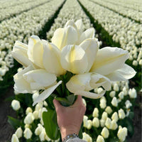 Tulipes Purissima – 15 bulbes à fleurs – Taille 12+ - GREEN OASIS - SHOP