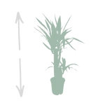Yucca Elephantipes - Ø17cm - ↕85cm Everspring