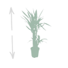Yucca Elephantipes - Ø17cm - ↕85cm Everspring