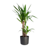 Yucca Elephantipes - Ø17cm - ↕85cm Everspring