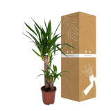 Yucca Elephantipes - Ø17cm - ↕85cm Everspring