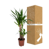 Yucca Elephantipes - Ø17cm - ↕85cm Everspring