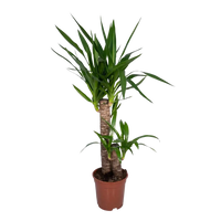Yucca Elephantipes - Ø17cm - ↕85cm Everspring