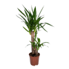 Yucca Elephantipes - Ø17cm - ↕85cm Everspring