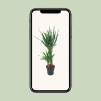 Yucca Elephantipes - Ø21cm - ↕100cm Everspring