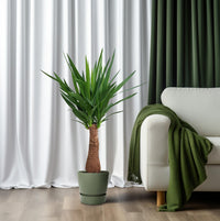 Yucca « Maya Tree » - Ø21 cm - ↕100 cm - GREEN OASIS - SHOP Plantes vertes originales livrées à votre domicile