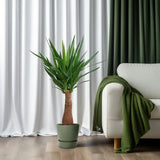 Yucca « Maya Tree » - Ø21 cm - ↕100 cm - GREEN OASIS - SHOP Plantes vertes originales livrées à votre domicile