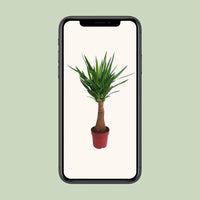 Yucca « Maya Tree » - Ø21 cm - ↕100 cm - GREEN OASIS - SHOP Plantes vertes originales livrées à votre domicile