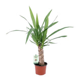 Yucca - Ø12cm - ↕50cm Everspring