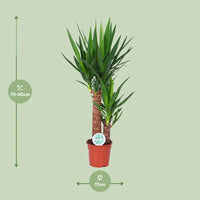 Yucca - Ø17cm - ↕80cm Everspring