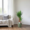 Yucca - Ø17cm - ↕80cm Everspring