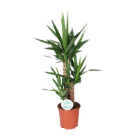 Yucca - Ø21cm - ↕90cm Everspring