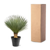 Yucca Rostrata - 100 - 120 cm - Ø40 - GREEN OASIS - SHOP