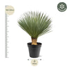 Yucca Rostrata - 100 - 120 cm - Ø40 - GREEN OASIS - SHOP