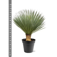 Yucca Rostrata - 100 - 120 cm - Ø40 - GREEN OASIS - SHOP