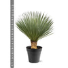 Yucca Rostrata - 100 - 120 cm - Ø40 - GREEN OASIS - SHOP