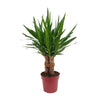 Yucca "Tres Cañas" 30 tige P19 - Ø19cm - ↕70cm - GREEN OASIS - SHOP Plantes vertes originales livrées à votre domicile
