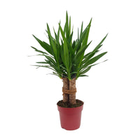 Yucca 
