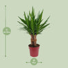 Yucca "Tres Cañas" 30 tige P19 - Ø19cm - ↕70cm - GREEN OASIS - SHOP Plantes vertes originales livrées à votre domicile