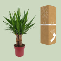 Yucca "Tres Cañas" 30 tige P19 - Ø19cm - ↕70cm - GREEN OASIS - SHOP Plantes vertes originales livrées à votre domicile