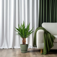 Yucca 