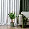 Yucca 