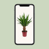 Yucca "Tres Cañas" 30 tige P19 - Ø19cm - ↕70cm - GREEN OASIS - SHOP Plantes vertes originales livrées à votre domicile
