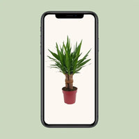 Yucca "Tres Cañas" 30 tige P19 - Ø19cm - ↕70cm - GREEN OASIS - SHOP Plantes vertes originales livrées à votre domicile