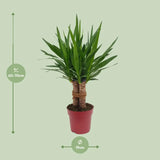 Yucca "Tres Cañas" 30 tige P19 - Ø19cm - ↕70cm - GREEN OASIS - SHOP Plantes vertes originales livrées à votre domicile