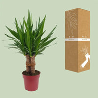 Yucca "Tres Cañas" 30 tige P19 - Ø19cm - ↕70cm - GREEN OASIS - SHOP Plantes vertes originales livrées à votre domicile