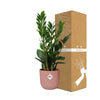 Zamioculcas – Hauteur 45-50 cm + pot ELHO Vibes Fold 14 cm rose Everspring