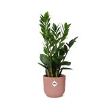 Zamioculcas – Hauteur 45-50 cm + pot ELHO Vibes Fold 14 cm rose Everspring