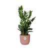 Zamioculcas – Hauteur 45-50 cm + pot ELHO Vibes Fold 14 cm rose Everspring