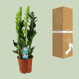 Zamioculcas Zamiifolia - Ø17cm - ↕65cm - GREEN OASIS - SHOP