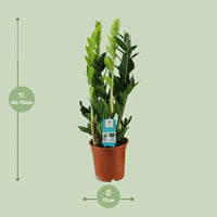 Zamioculcas Zamiifolia - Ø17cm - ↕65cm - GREEN OASIS - SHOP