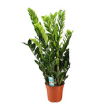 Zamioculcas Zamiifolia - Ø21cm - ↕95cm - GREEN OASIS - SHOP Plantes vertes originales livrées à votre domicile