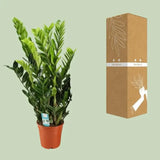 Zamioculcas Zamiifolia - Ø21cm - ↕95cm - GREEN OASIS - SHOP