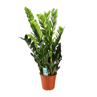 Zamioculcas Zamiifolia - Ø21cm - ↕95cm - GREEN OASIS - SHOP Plantes vertes originales livrées à votre domicile