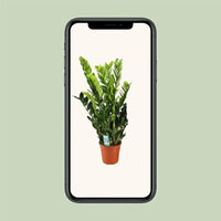 Zamioculcas Zamiifolia - Ø21cm - ↕95cm - GREEN OASIS - SHOP